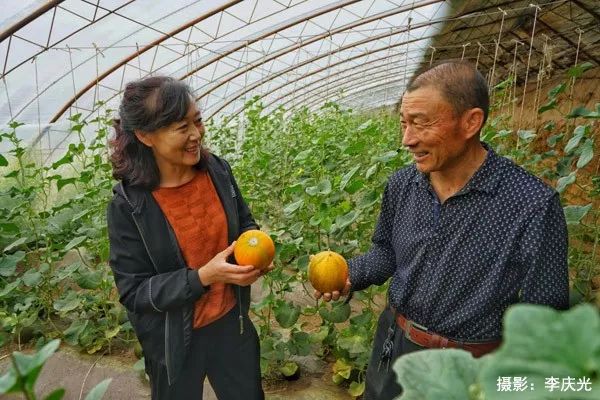 天下第一菜的西瓜视频,天下第一瓜只有在磴口能吃上