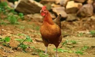 小学生期末考试如何高效复习,初一期末考试复习方法和技巧