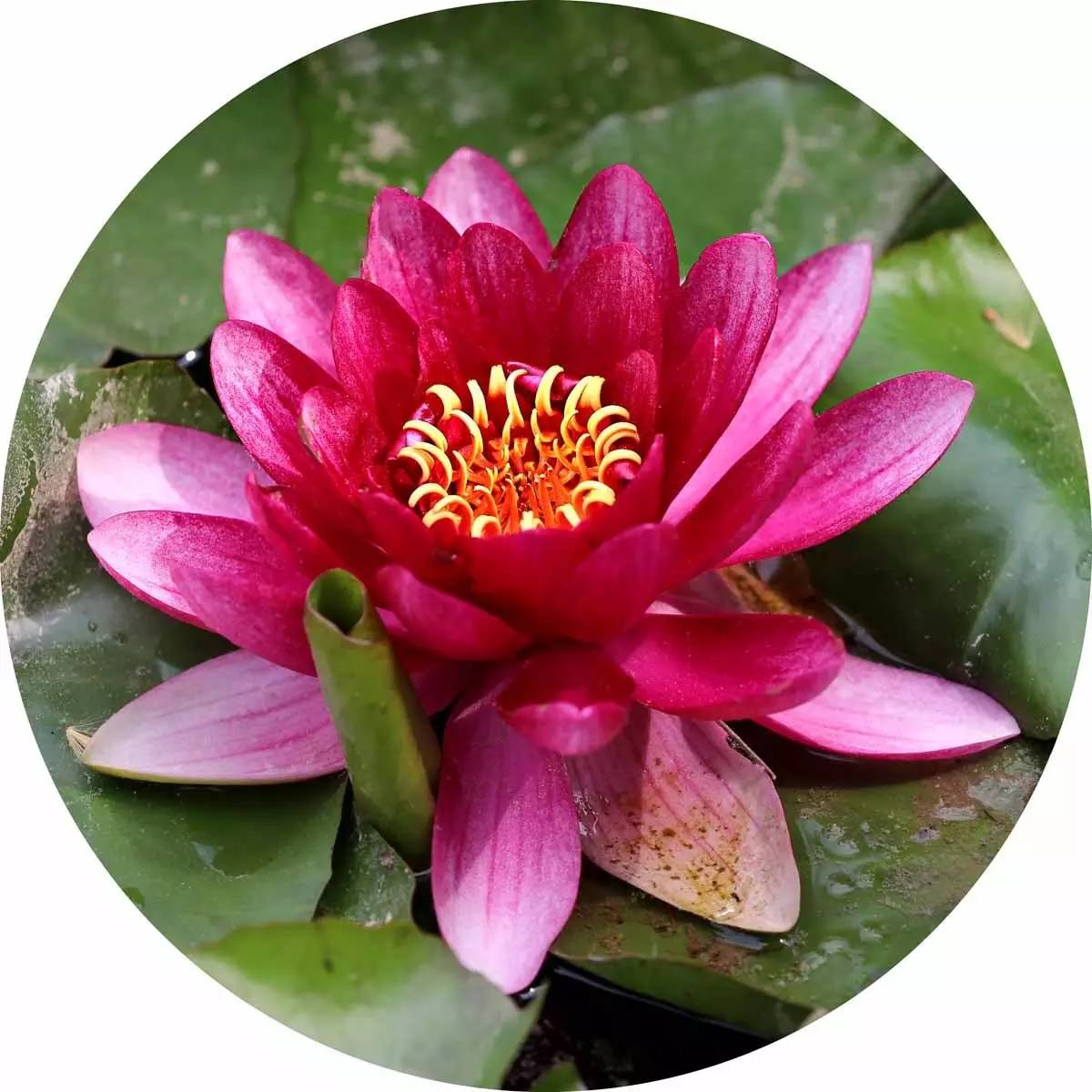 睡莲和荷花的区别在哪,睡莲与荷花有什么区别和联系