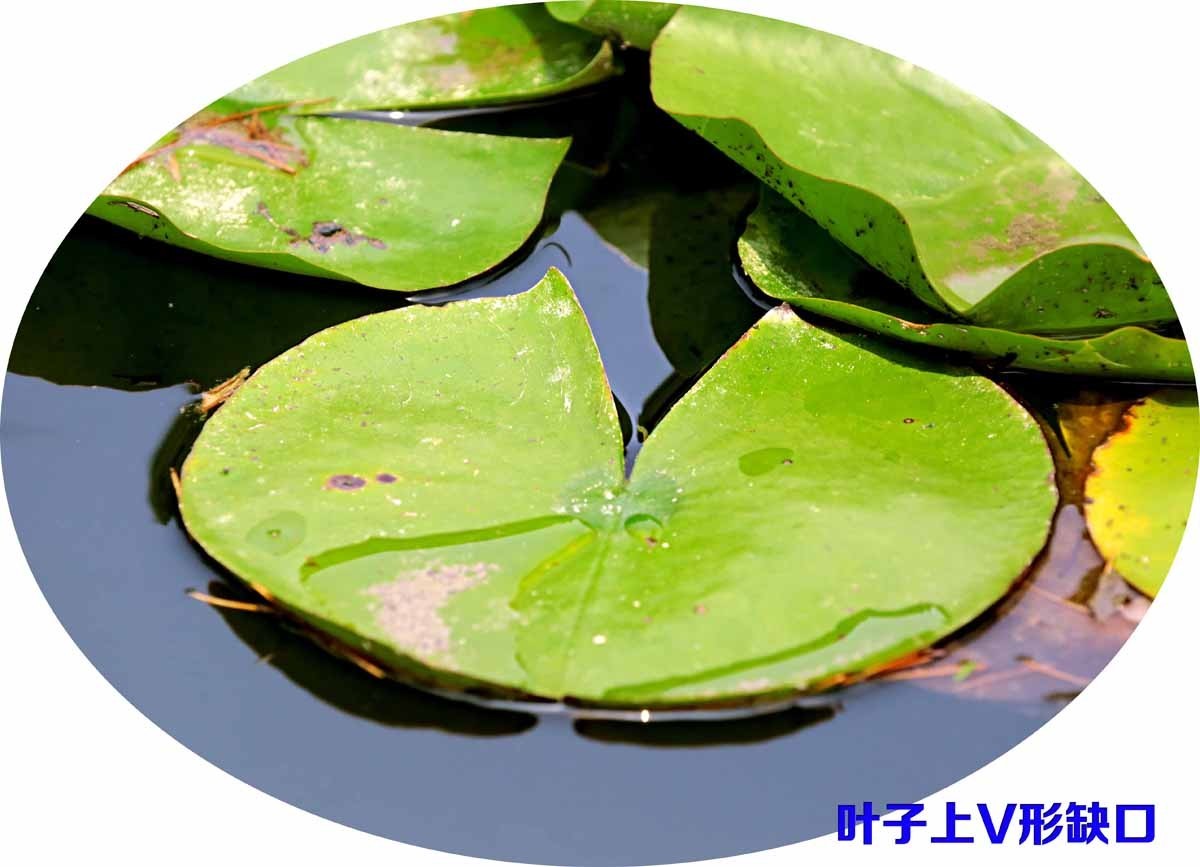 睡莲和荷花的区别在哪,睡莲与荷花有什么区别和联系