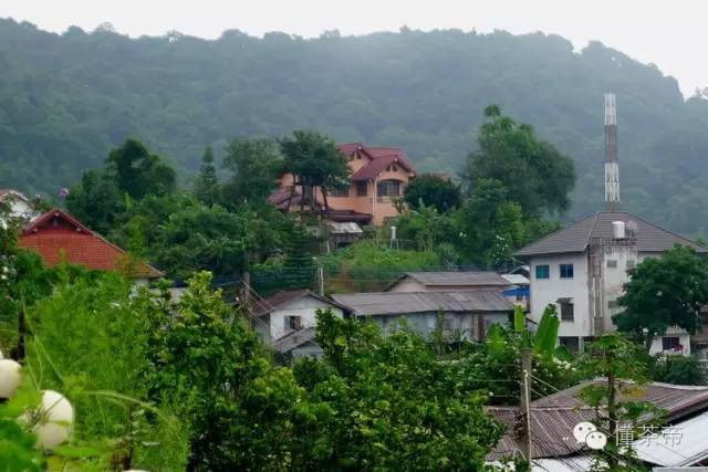 真正的老挝古树茶,老挝古树茶属于什么档次的茶叶