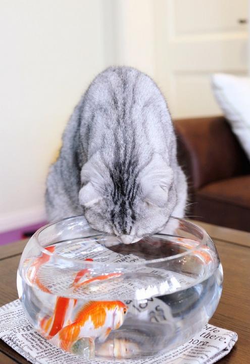 铲屎官回家看到这一幕,铲屎官回家的反应