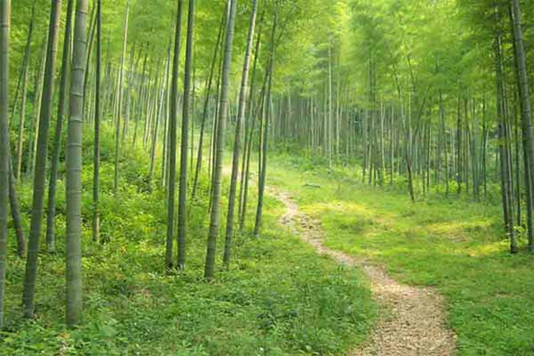 什么叫生态农业,生态农业其实离我们很远