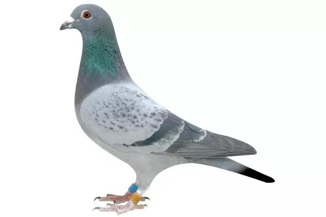 那些年　中医喂你吃过的屎和尿