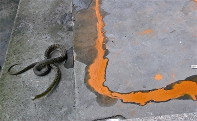 五步蛇的抓捕方法,捕捉五步蛇最好方法