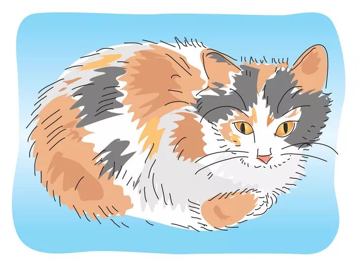 怎么识别小猫多大,怎么分辨小猫猫的性别