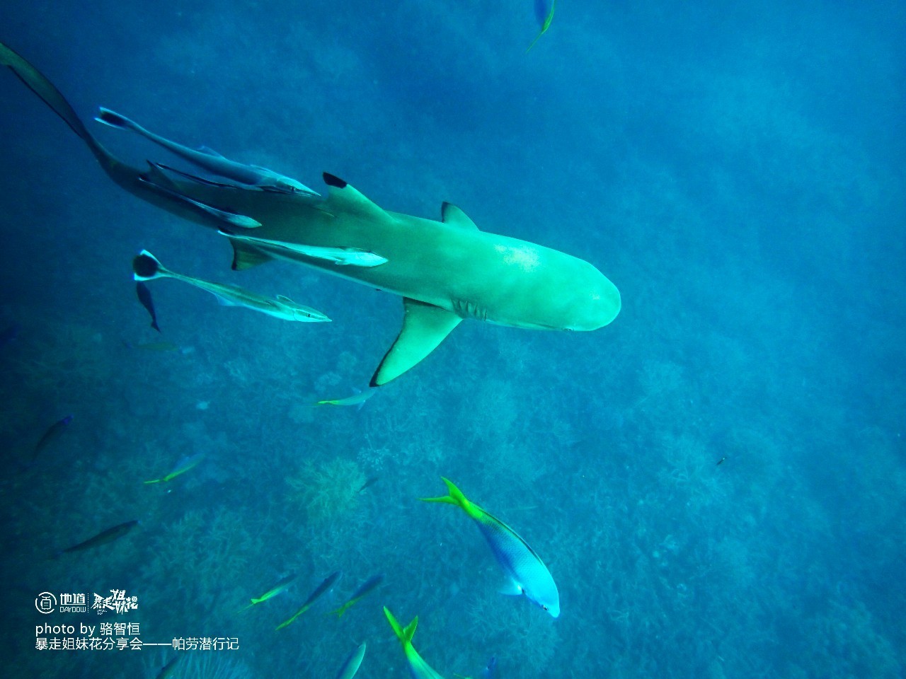 帕劳攻略,帕劳自由行全攻略