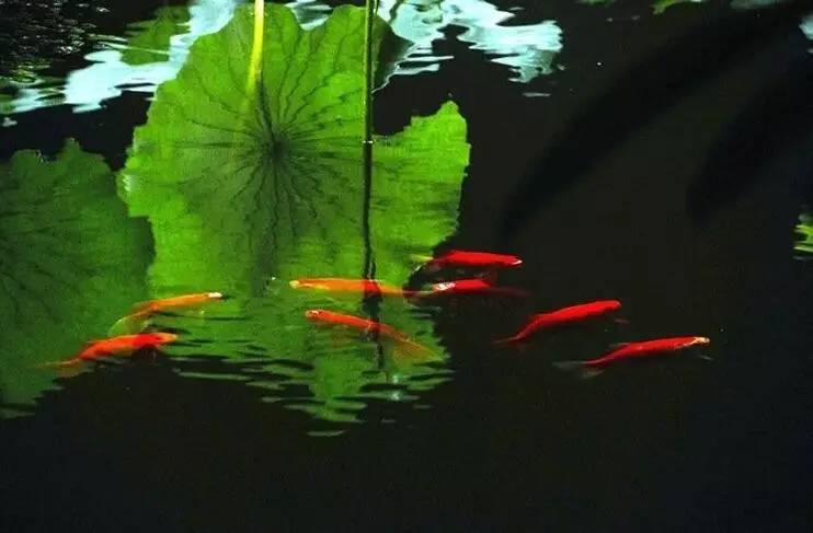 古诗中的鱼诗句,古诗鱼儿