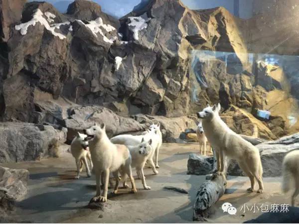 广州长隆动物园一日游攻略,长隆动物园和海洋公园哪个值得去