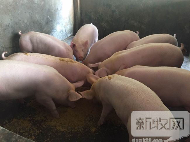 正大康地和康地对比,正大康地营养科技