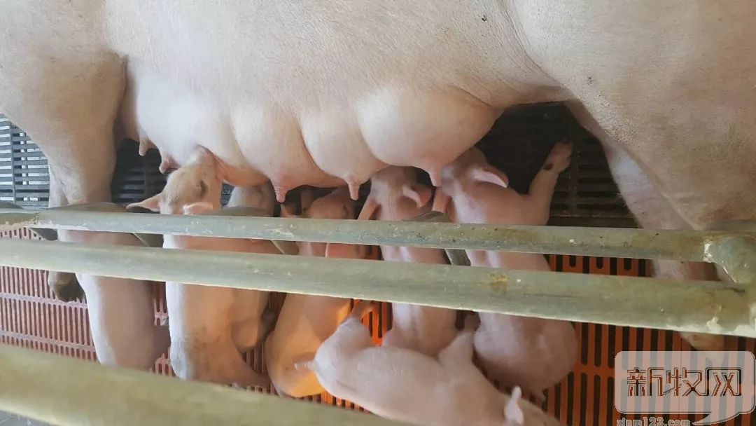 正大康地和康地对比,正大康地营养科技