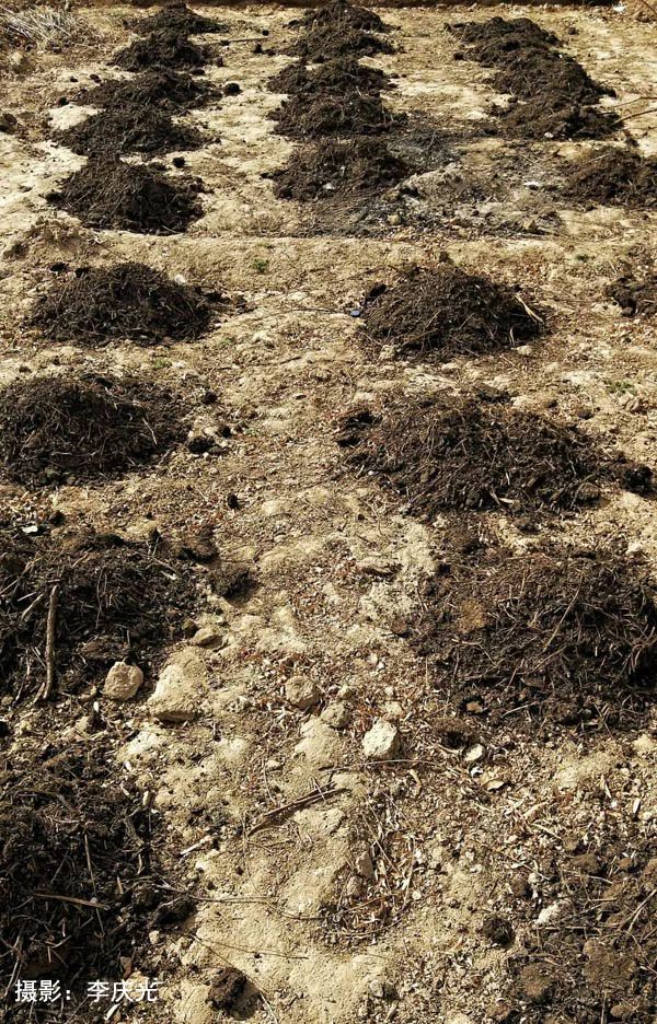 天下第一菜的西瓜视频,天下第一瓜只有在磴口能吃上