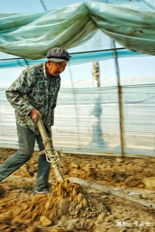 磴口的华莱士哪里有卖,天下第一瓜只有在磴口能吃上