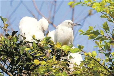 东莞小鸟天堂,珠海小鸟天堂