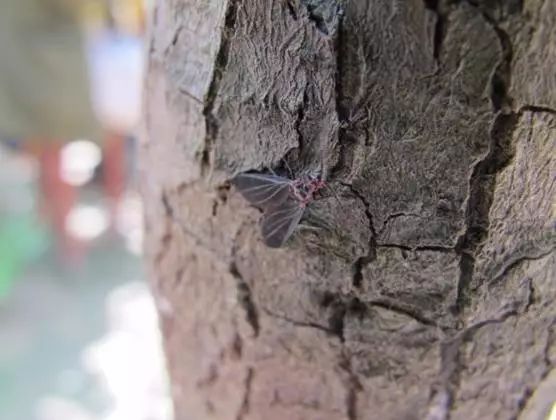 草履蚧怎么治疗最有效,核桃树草履蚧壳虫怎么治