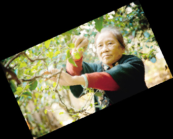 澜沧古茶普洱茶官网价格,2021澜沧古茶500g普洱茶官网价格