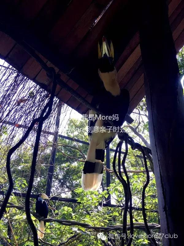 广州旅游攻略长隆野生动物园,广州长隆野生动物园自由行攻略