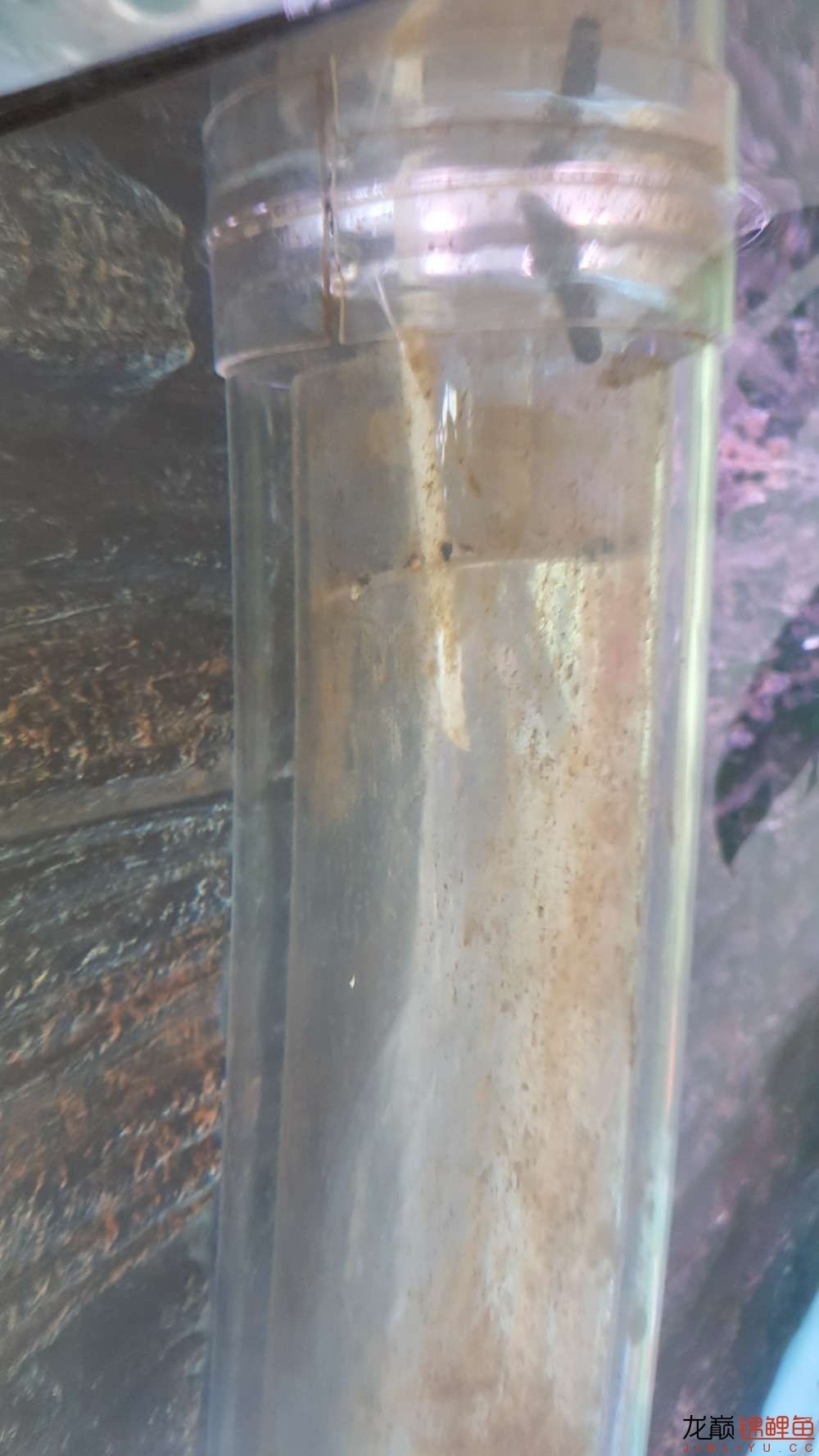 子母生态缸丨庭院深，深，深几许？