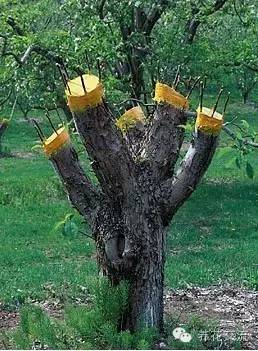 学会这两种嫁接方法，我变成了一个“高技”的花友！