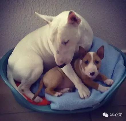 厉害的狗和狮子pk哪个更强,趣说动物小狗