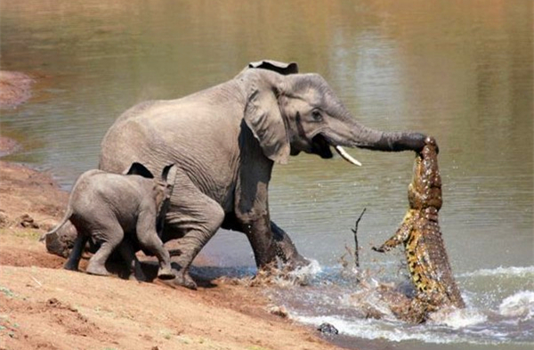 盘点鳄鱼的六大天敌都有哪个,盘点鳄鱼的十大天敌