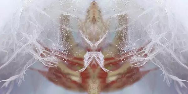 这些镜头里的花，让我瞬间变“花痴”