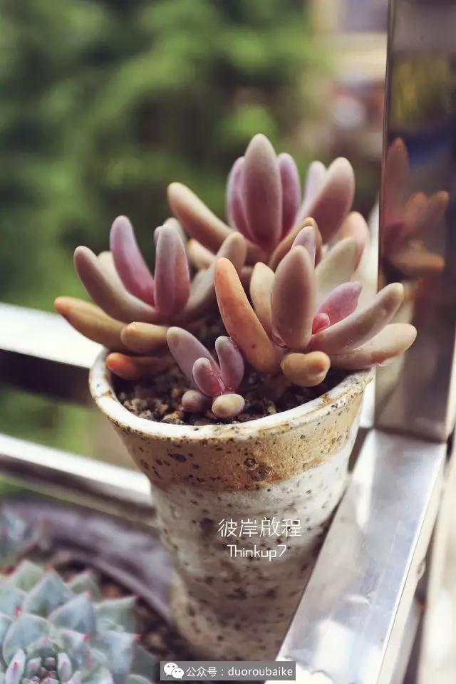 肉肉养在露台夏季要遮阳吗,露养夏天也不遮阳吗