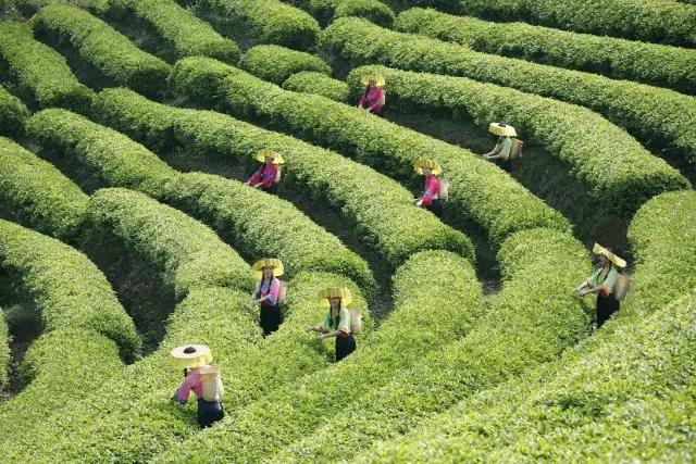 五a景区免门票,广东五A级旅游景区