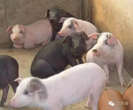 外三元内三元土杂猪外形上的区别,外三元猪和内三元猪哪个肉质好