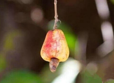 这几种食物不能贪吃，吃多了可能致命