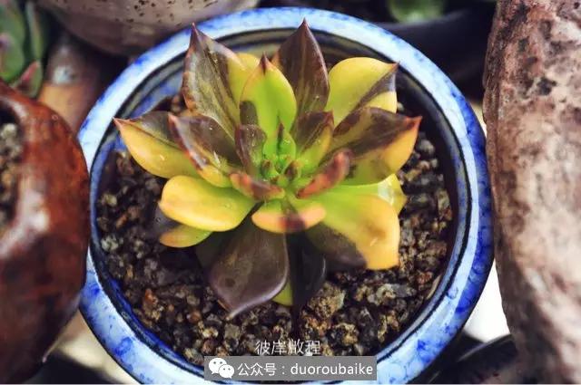 肉肉养在露台夏季要遮阳吗,露养夏天也不遮阳吗