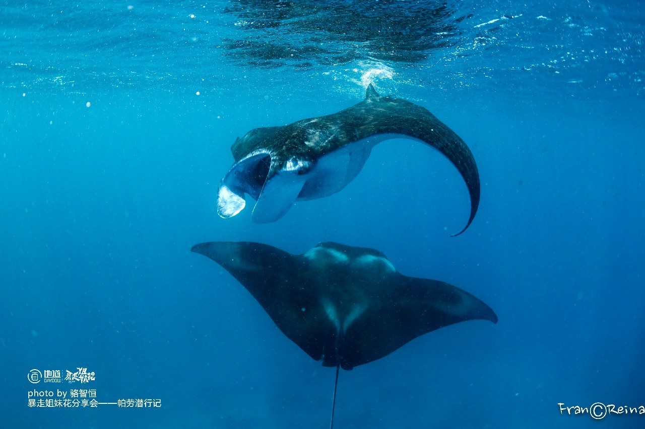 帕劳攻略,帕劳自由行全攻略