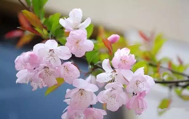 海口一座不需要滤镜的城市,海口一线海景