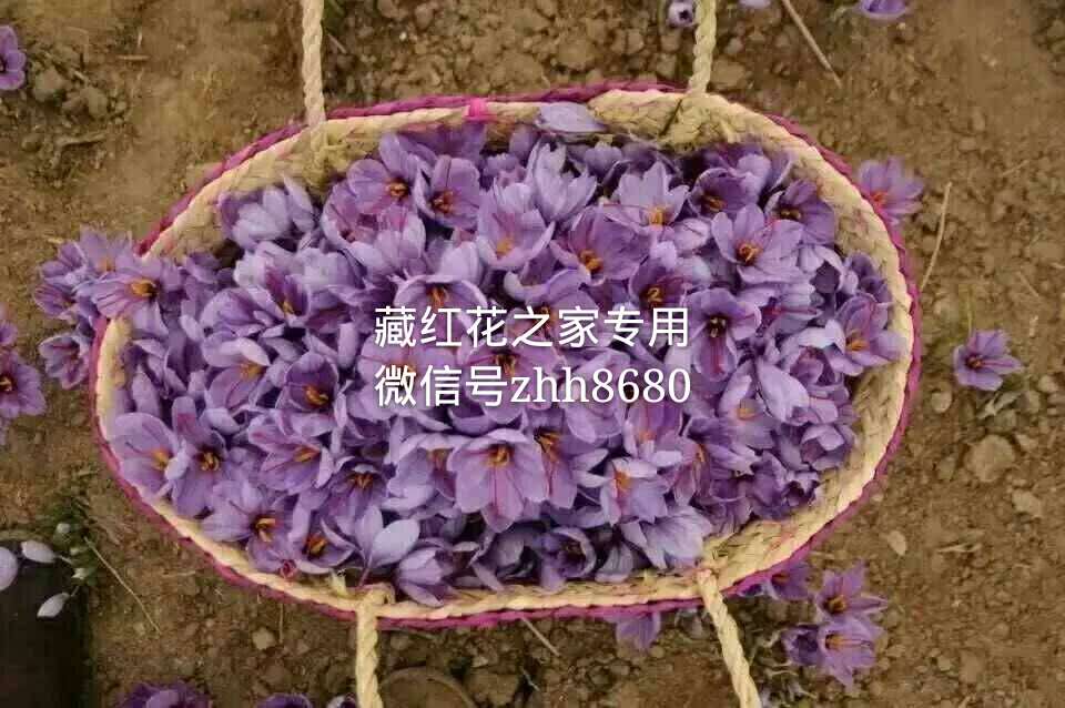 补肾抗癌养颜现代人为之疯狂的秘密