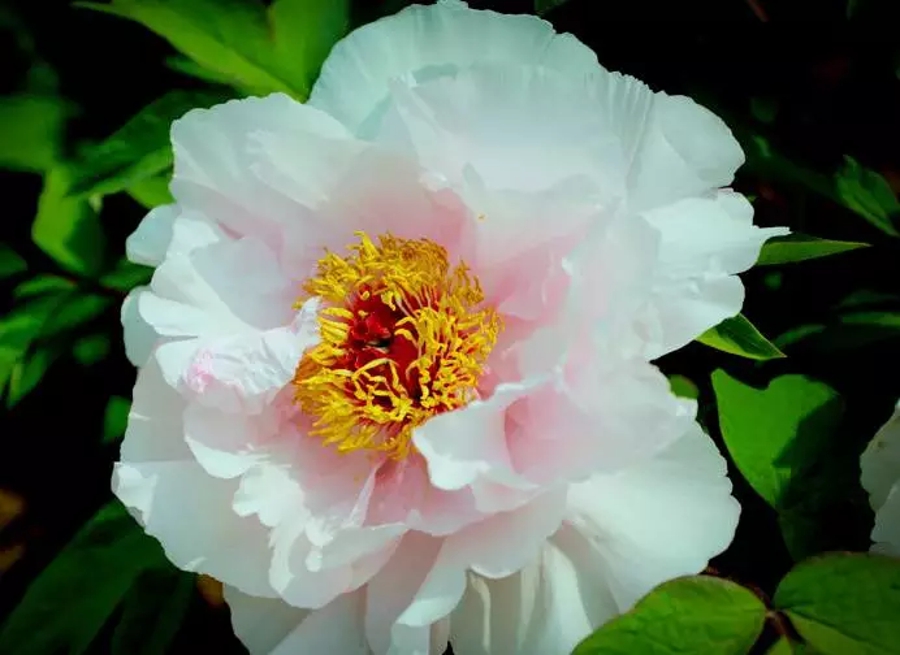 汉字字形字音之美,汉字有字音之美