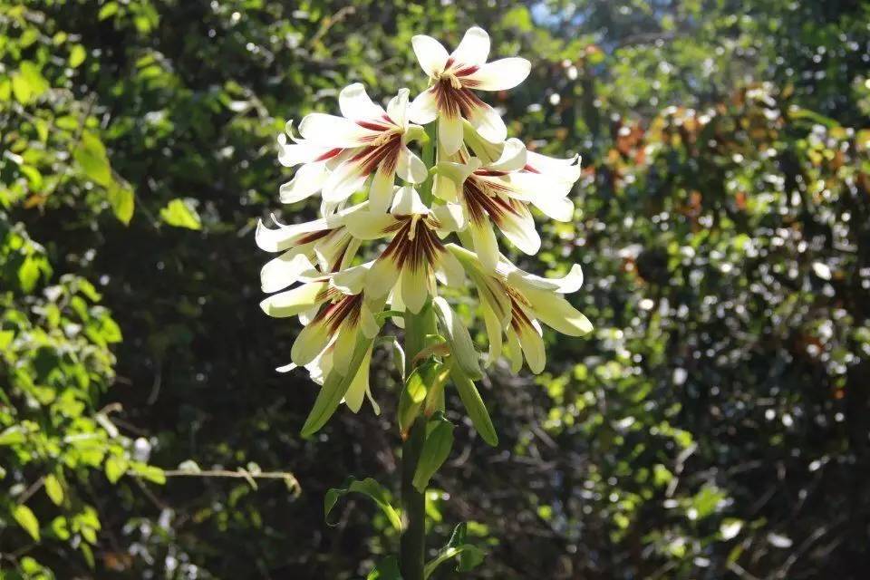 可以入药的紫色的花,看看有什么植物是做药材的