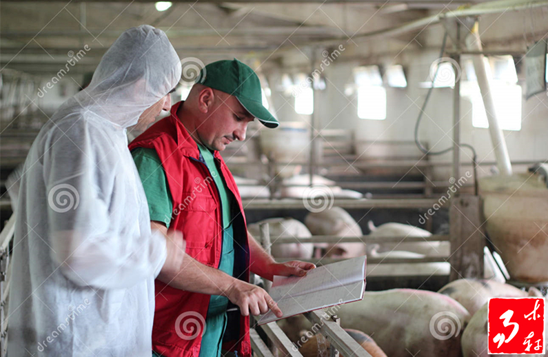 国内猪肉这么多为啥还要进口猪肉,现在猪肉这么便宜是进口肉吗