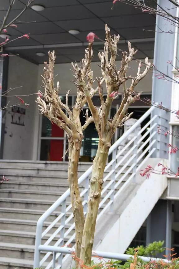 紫薇又叫痒痒树,千年红皮紫薇树