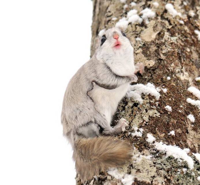 俄罗斯飞鼠大全,俄罗斯的小飞鼠