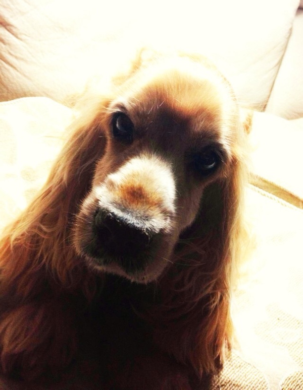 什么情况下狗狗做安乐死,什么情况建议狗狗安乐死