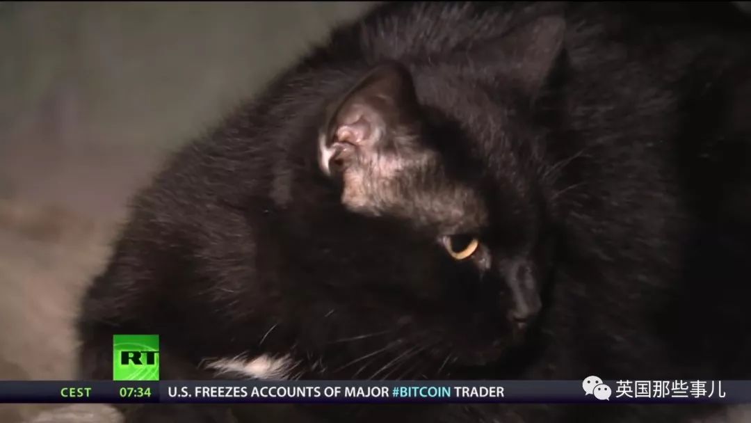 俄罗斯冬宫猫,俄罗斯冬宫里的猫