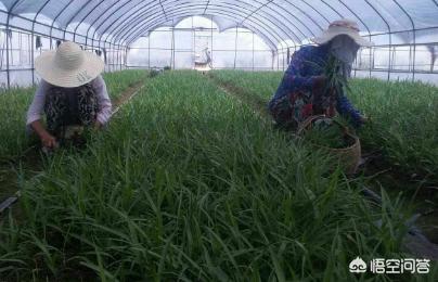 种一亩白芨要多少种苗,白芨种苗种植与栽培采用什么技术