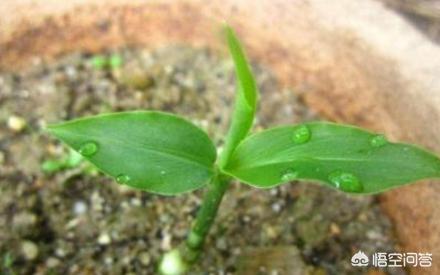 如何种生姜盆栽视频,生姜能不能做盆栽