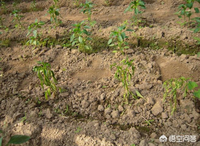 辣椒烂秧要重视，注意到这些问题，就能解决