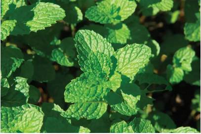 夏天泡水喝清热解毒瘦身,绿茶泡水喝能降血脂吗