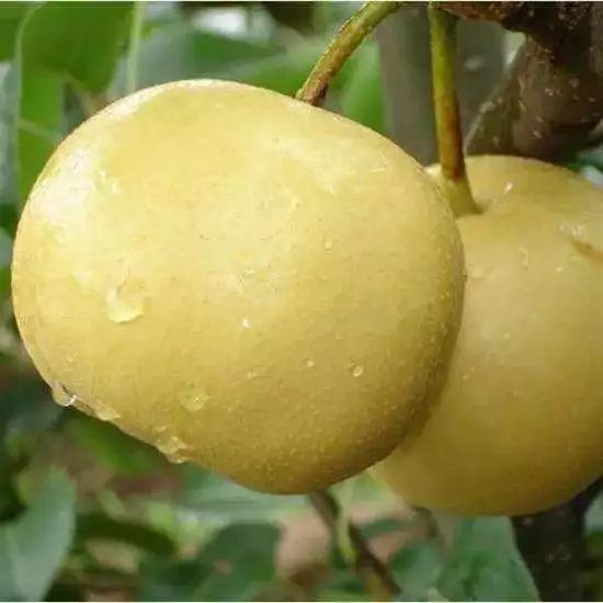 全国各地水果上市地区一览表,现在大量上市的瓜果