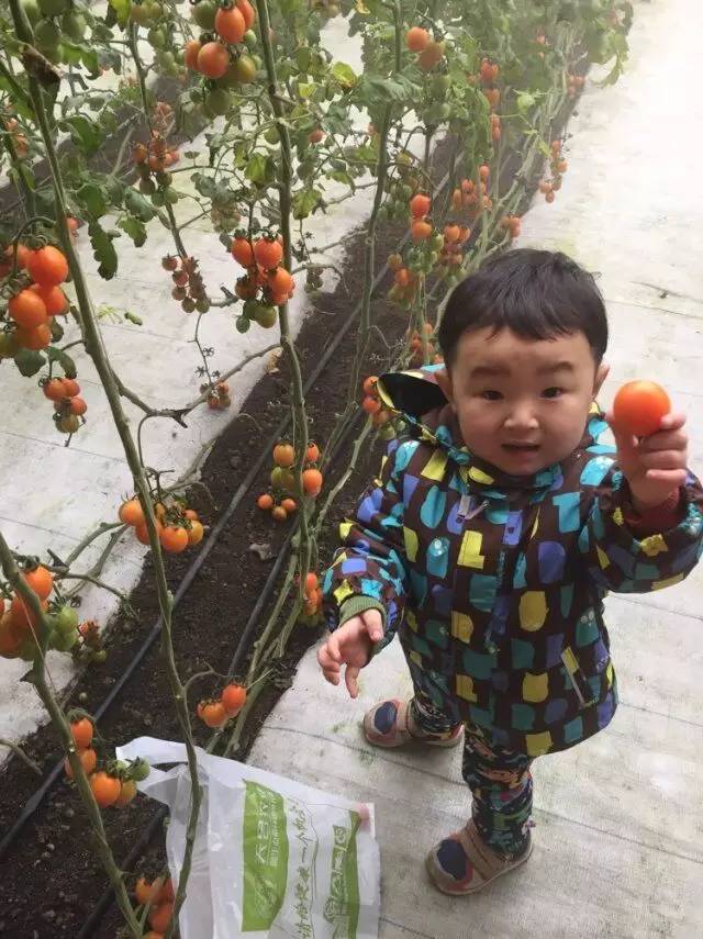 晚报亲子本周六再开蔬菜采摘喂小猪，小朋友抓紧报名啦