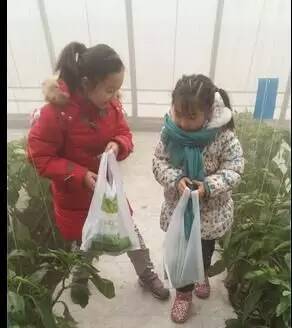 晚报亲子本周六再开蔬菜采摘喂小猪，小朋友抓紧报名啦