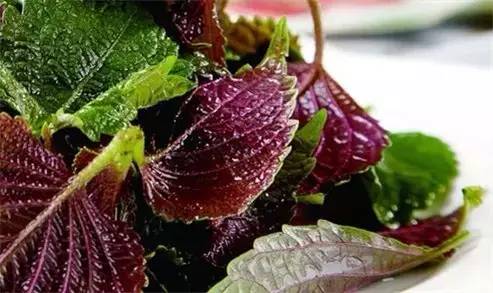 手工《家乡的味道》,梅子家乡味