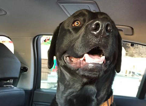 狗为什么会反复无常,狗狗为什么脾气暴躁乱咬自己